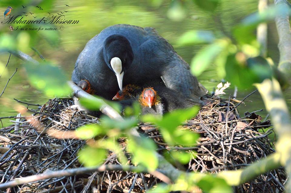 Common Coot - Foulque macroule (Fulica atra)